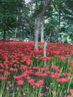 Kinchakuda Park (a sea of red Spider Lilies)